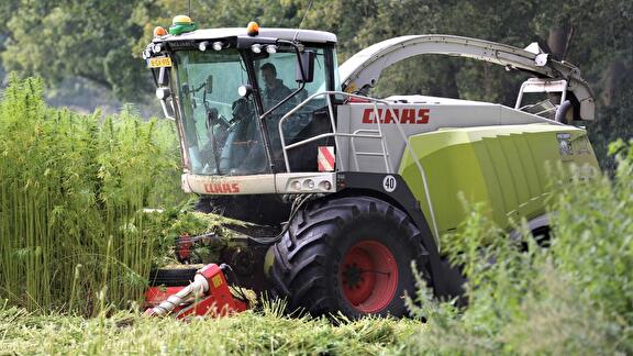 Vezelhennep oogst 2021 voor Hempflax